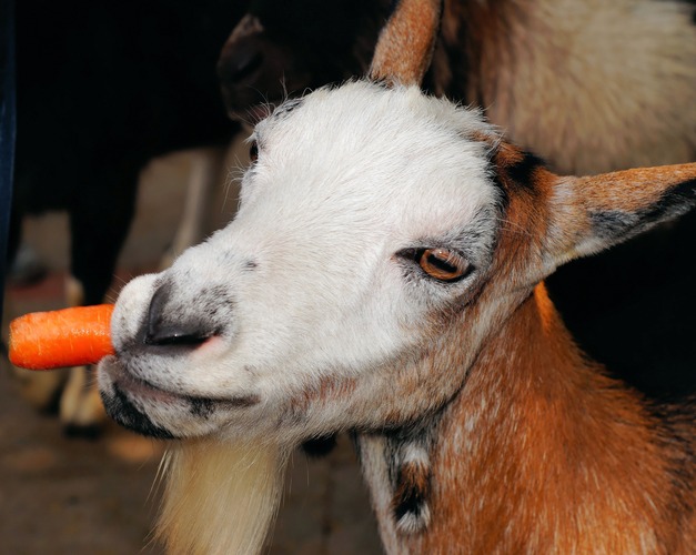 goat-bloat